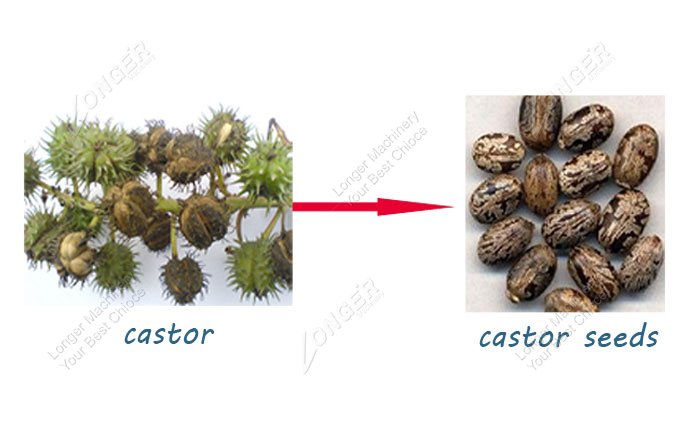 Castor Seed Shelling Machine